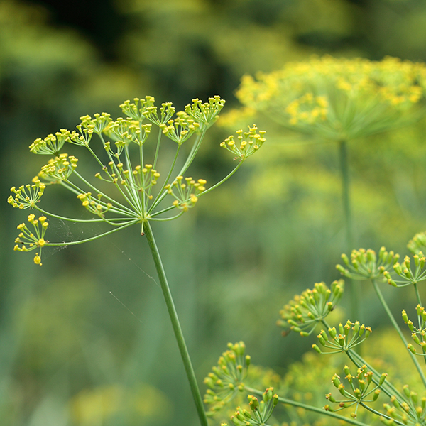 Fennel